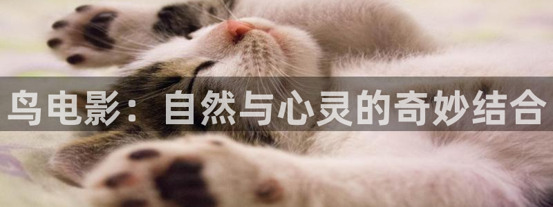 神马二级片网站