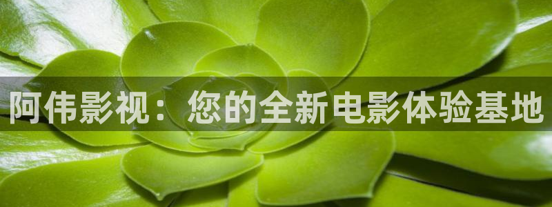 神马电影网午夜无为电影网