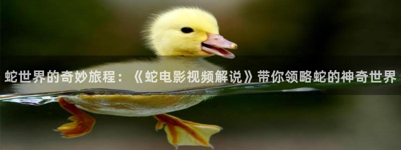 神马午夜伦理视频